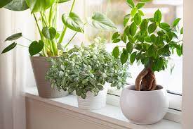 Imported Plants Imported Plants